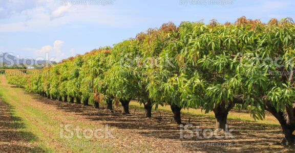 Pulpe de fruits – Mangue