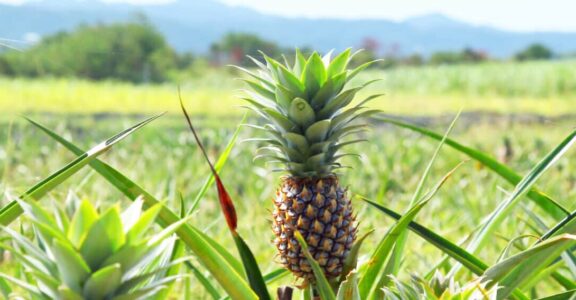 Frubeats Snack – Ananas