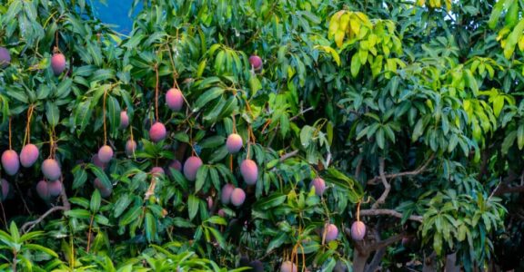 Frubeats Snack – Mangue