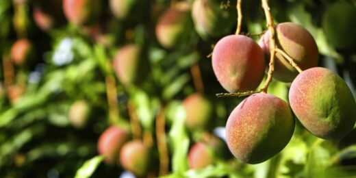 Mangue