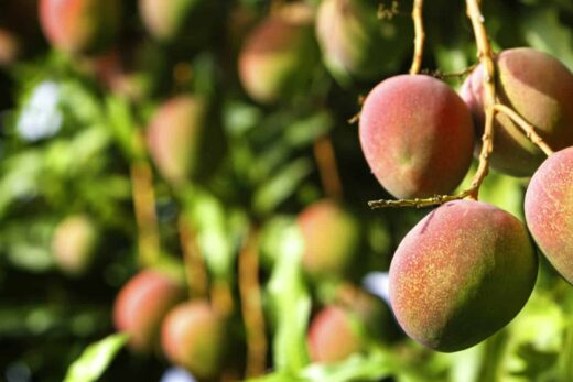 Mangue