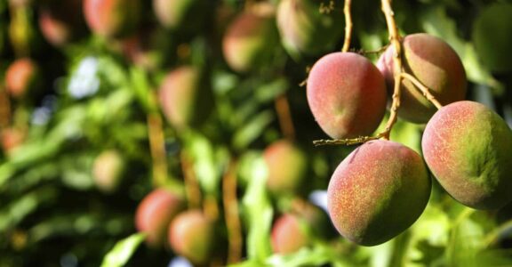 Mangue