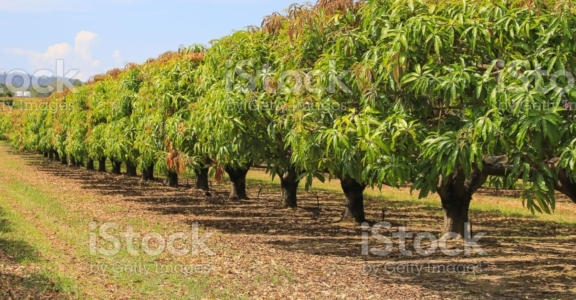Fruit pulp – Mango